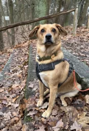 My cute dog Blinky with his harness sits on a stone staircase in the forest and looks curiously into the camera.