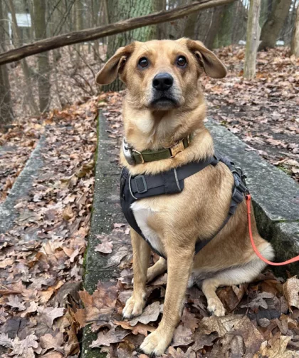 My cute dog Blinky with his harness sits on a stone staircase in the forest and looks curiously into the camera.