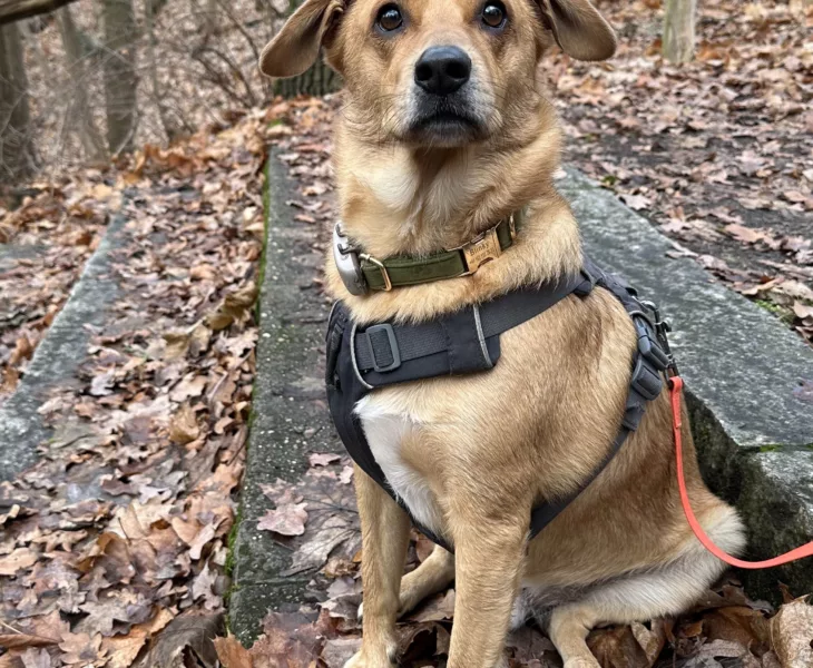 My cute dog Blinky with his harness sits on a stone staircase in the forest and looks curiously into the camera.